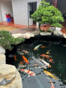 Hồ cá koi trong nhà