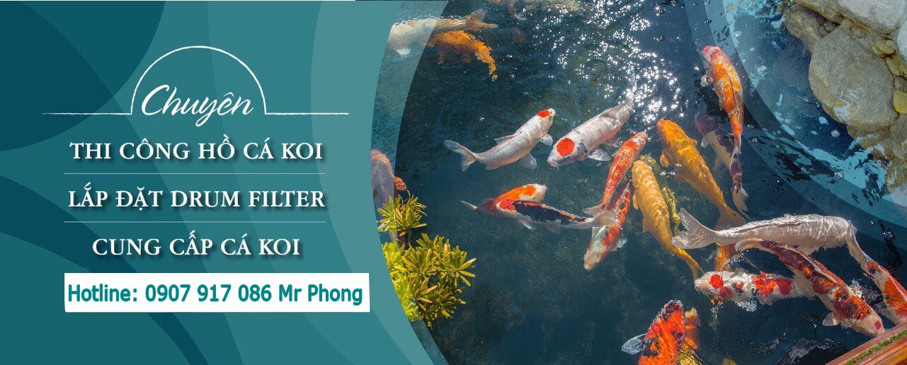 Hồ cá koi