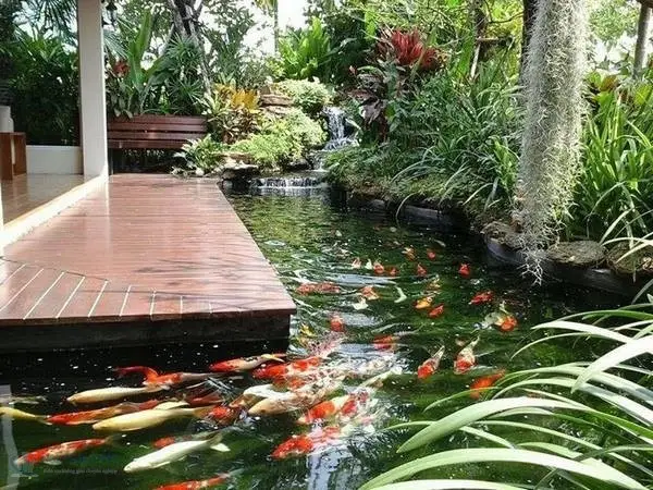 Cải tạo hồ cá koi cũ - Cách biến đổi không gian sống thú vị và sáng tạo