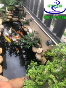 Công trình hồ cá koi anh Dũng - quận 9