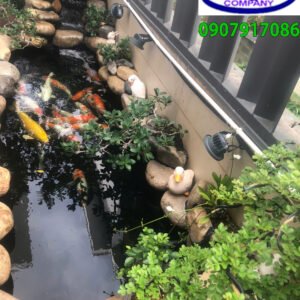 Công trình hồ cá koi anh Dũng - quận 9