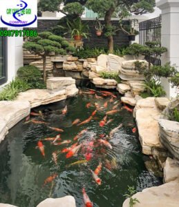 Hồ cá Koi anh Dũng Gò Vấp