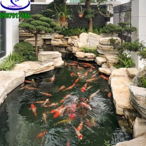 Hồ cá Koi anh Dũng Gò Vấp