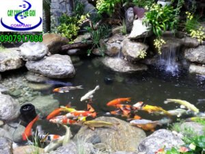 Hồ cá koi Anh Nam nhà bè