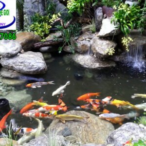 Hồ cá koi Anh Nam nhà bè