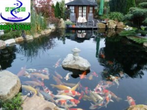 Hồ cá koi Anh Tiến quận 7
