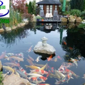 Hồ cá koi Anh Tiến quận 7