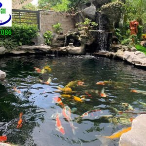 Hồ cá koi anh Nam Long An