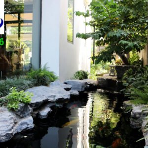 Hồ cá koi anh Việt quận 9