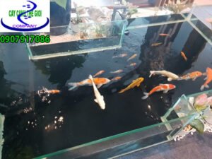 Hồ cá koi mini