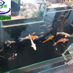 Hồ cá koi mini