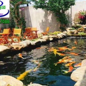 Hồ cá koi quán cafe Nắng mới Vĩnh Lộc
