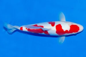 ca-koi-Kohaku