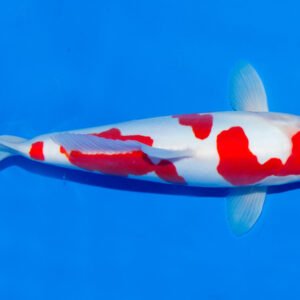 ca-koi-Kohaku