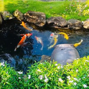 Chống thấm hồ cá koi