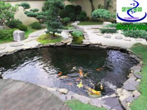 hồ cá koi anh Chinh ở Bình Dương