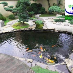 hồ cá koi anh Chinh ở Bình Dương