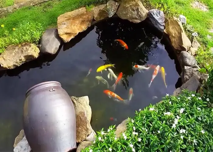 Hồ cá koi mini sân thượng - Tạo không gian sống xanh giữa lòng thành phố