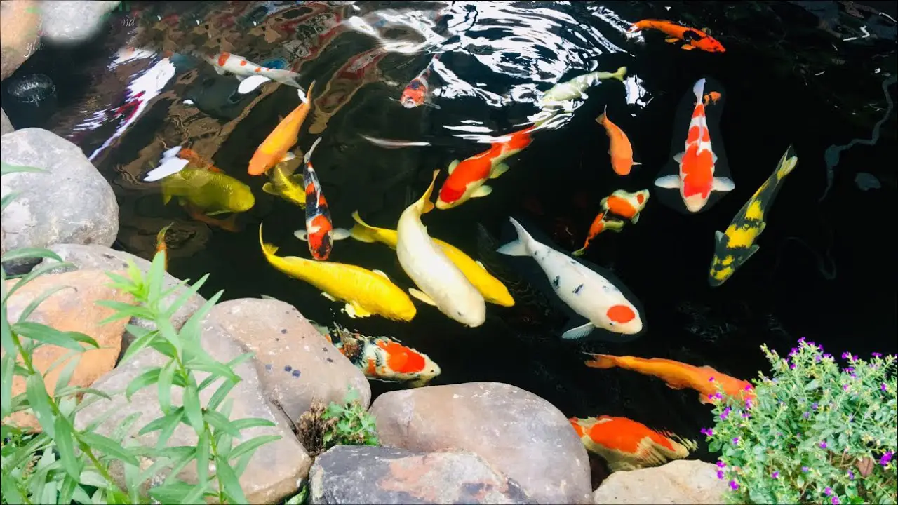 Hồ cá koi mini sân thượng - Tạo không gian sống xanh giữa lòng thành phố