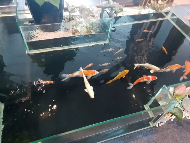 Hồ cá koi mini sân thượng - Tạo không gian sống xanh giữa lòng thành phố