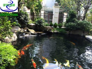 Hồ cá koi ngoài trời