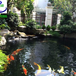 Hồ cá koi ngoài trời