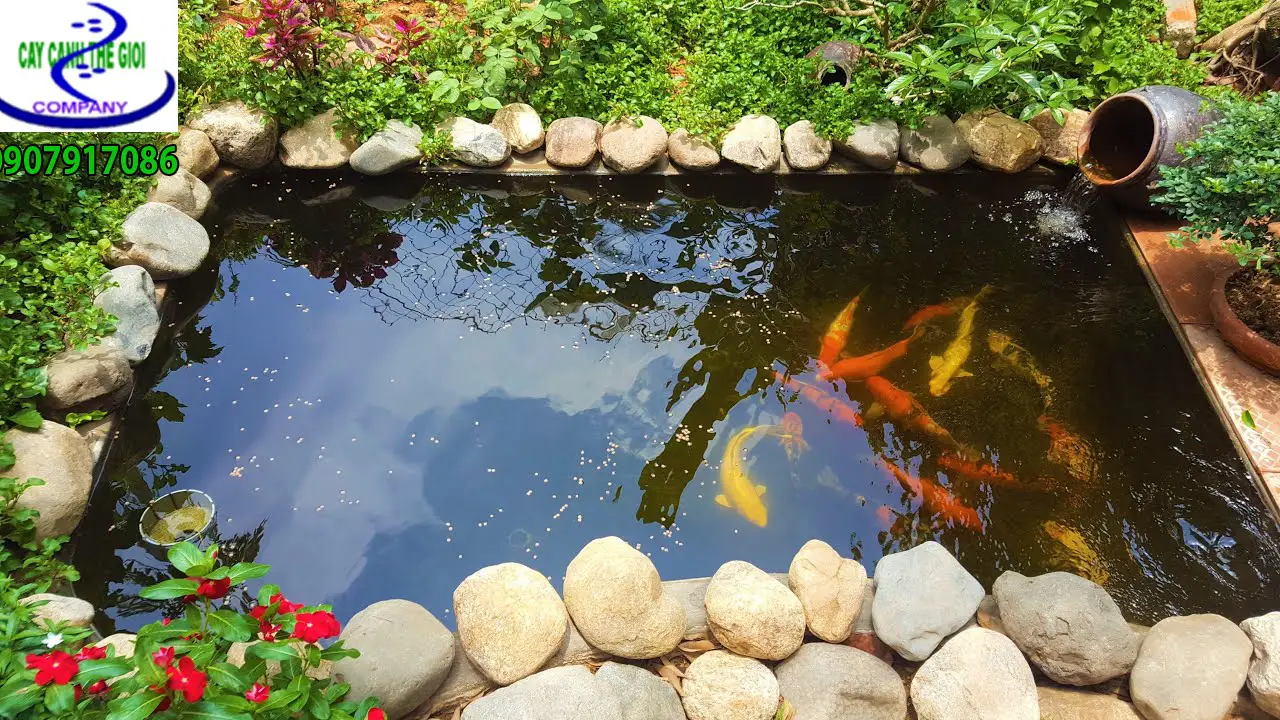 Hồ cá koi sân vườn đẹp - Bí quyết tạo nên một góc thư giãn hoàn hảo