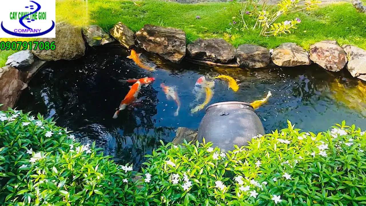 Hồ cá koi sân vườn đẹp - Bí quyết tạo nên một góc thư giãn hoàn hảo