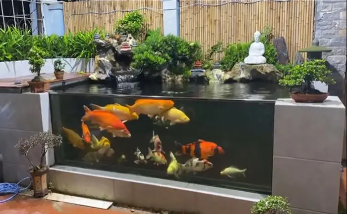 Thiết Kế Hồ Cá Koi Phòng Khách - Mang Đến Không Gian Sống Thú Vị