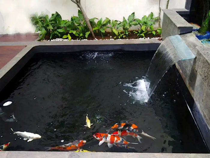 Thiết Kế Hồ Cá Koi Phòng Khách - Mang Đến Không Gian Sống Thú Vị