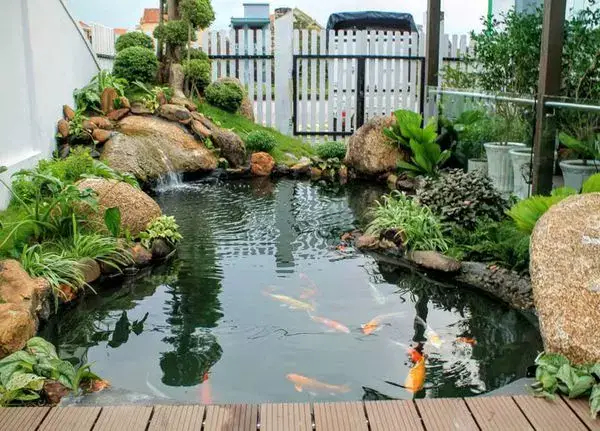 Thiết Kế Hồ Cá Koi Phòng Khách - Mang Đến Không Gian Sống Thú Vị